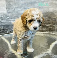 Max, a male Maltipoo for sale in Camden, MI – 2 of 9