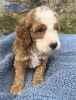 Tucker, a male Cavapoo for sale in Camden, MI – 2 of 4