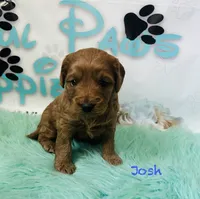 Josh, a male Cavapoo and Poodle - Miniature  for sale in Camden, MI – 2 of 4