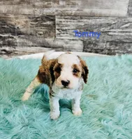 Tommy, a male Cavapoo and Poodle - Standard  for sale in Camden, MI – 1 of 1
