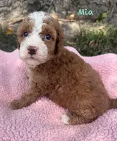 Mia, a female Cavapoo for sale in Camden, MI – 2 of 4