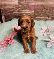 Rosie, a female Cavapoo and Poodle - Miniature  for sale in Camden, MI – 3 of 3