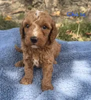 Chase, a male Cavapoo for sale in Camden, MI – 1 of 4
