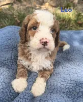 Leo, a male Cavapoo for sale in Camden, MI – 2 of 4