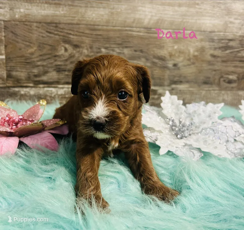 Darla – Cavapoo, Poodle - Miniature  puppy for sale in Camden, MI