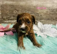 Darla, a female Cavapoo and Poodle - Miniature  for sale in Camden, MI – 1 of 3
