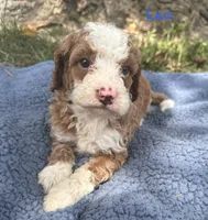 Leo, a male Cavapoo for sale in Camden, MI – 3 of 4