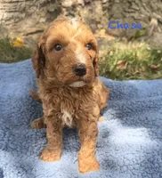 Chase, a male Cavapoo for sale in Camden, MI – 2 of 4