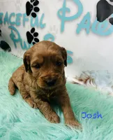 Josh, a male Cavapoo and Poodle - Miniature  for sale in Camden, MI – 4 of 4