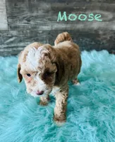Moose, a male Maltipoo for sale in Camden, MI – 1 of 9