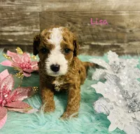 Lisa, a female Cavapoo and Poodle - Miniature  for sale in Camden, MI – 2 of 3