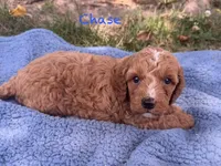 Chase, a male Cavapoo for sale in Camden, MI – 3 of 4