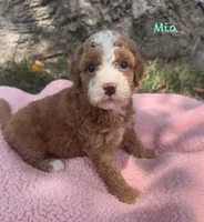 Mia, a female Cavapoo for sale in Camden, MI – 4 of 4