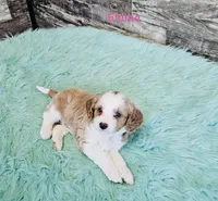 Emma, a female Cavapoo and Poodle - Standard  for sale in Camden, MI – 4 of 4