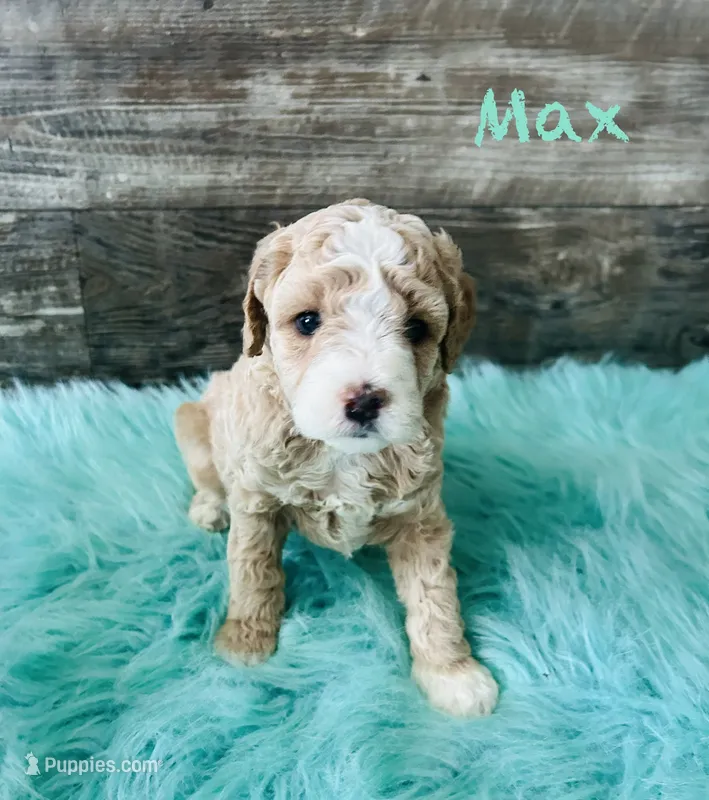 Max – Maltipoo puppy for sale in Camden, MI