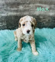 Max, a male Maltipoo for sale in Camden, MI – 1 of 9