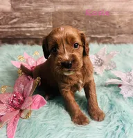 Rosie, a female Cavapoo and Poodle - Miniature  for sale in Camden, MI – 2 of 3