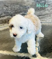 Milo, a male Maltipoo for sale in Camden, MI – 3 of 7