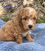 Jason, a male Cavapoo for sale in Camden, MI – 3 of 4
