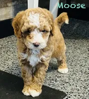 Moose, a male Maltipoo for sale in Camden, MI – 2 of 9