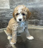 Max, a male Maltipoo for sale in Camden, MI – 3 of 9