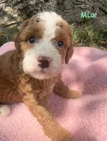 Mia, a female Cavapoo for sale in Camden, MI – 3 of 4