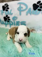 Finn, a male Cavapoo and Poodle - Standard  for sale in Camden, MI – 2 of 3