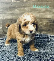 Moose, a male Maltipoo for sale in Camden, MI – 7 of 9