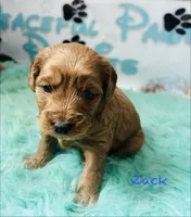 Zack, a male Cavapoo and Poodle - Miniature  for sale in Camden, MI – 4 of 4