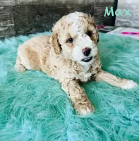 Max, a male Maltipoo for sale in Camden, MI – 5 of 9
