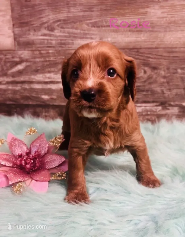 Rosie – Cavapoo, Poodle - Miniature  puppy for sale in Camden, MI
