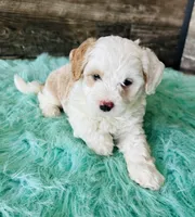 Milo, a male Maltipoo for sale in Camden, MI – 7 of 7
