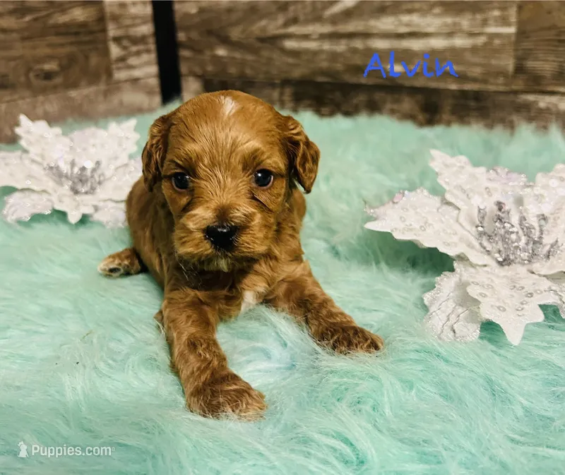 Alvin – Cavapoo, Poodle - Miniature  puppy for sale in Camden, MI