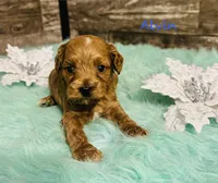 Alvin, a female Cavapoo and Poodle - Miniature  for sale in Camden, MI – 1 of 3