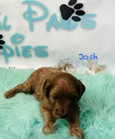 Josh, a male Cavapoo and Poodle - Miniature  for sale in Camden, MI – 3 of 4