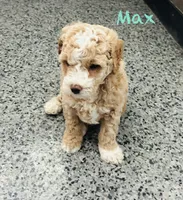 Max, a male Maltipoo for sale in Camden, MI – 6 of 9