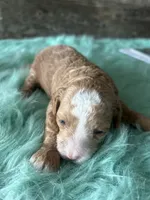 Moose, a male Maltipoo for sale in Camden, MI – 9 of 9