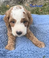 Tucker, a male Cavapoo for sale in Camden, MI – 4 of 4