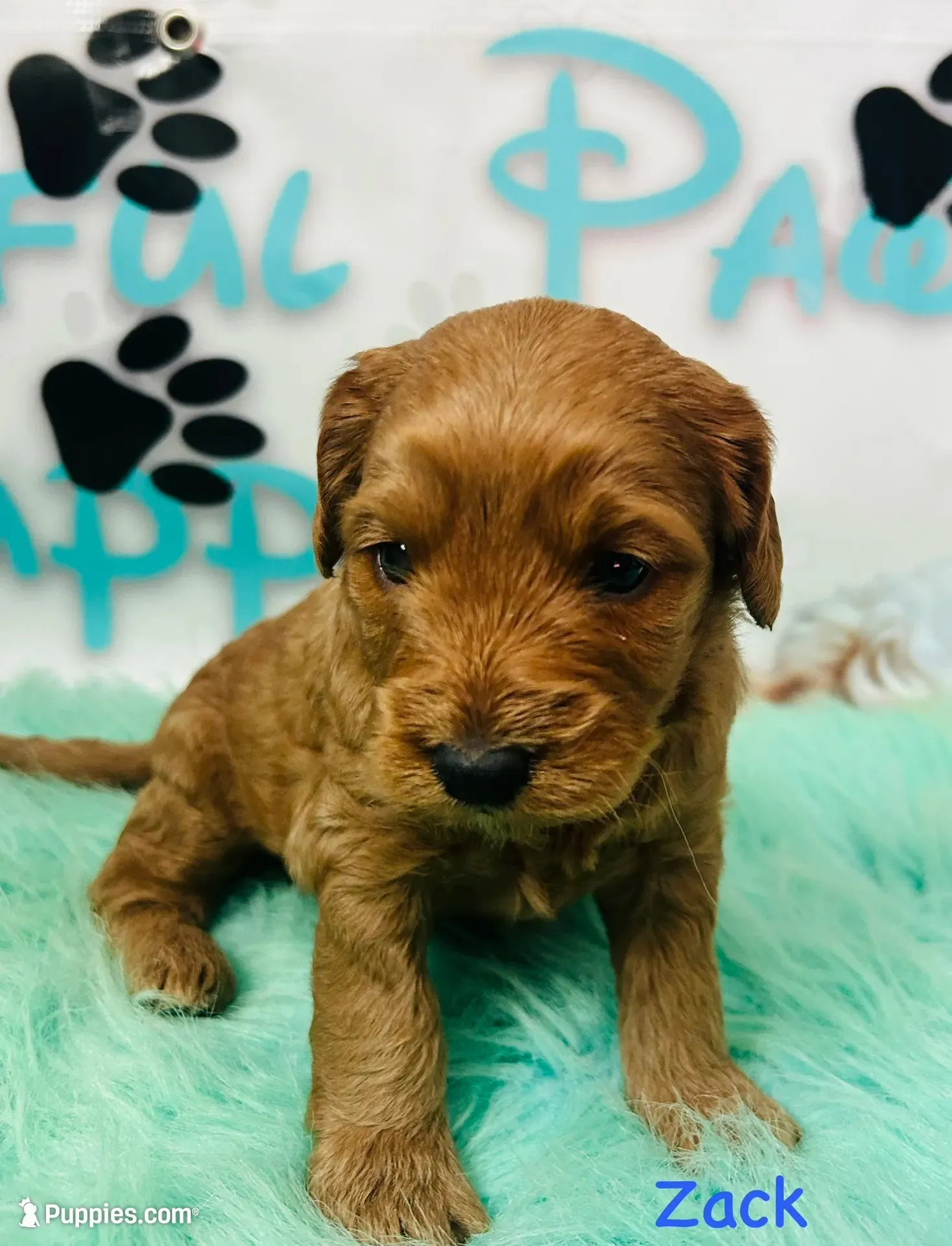 Zack, a male Cavapoo and Poodle - Miniature  for sale in Camden, MI – 2 of 4