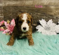 Lisa, a female Cavapoo and Poodle - Miniature  for sale in Camden, MI – 3 of 3