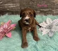 Darla, a female Cavapoo and Poodle - Miniature  for sale in Camden, MI – 3 of 3
