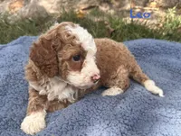 Leo, a male Cavapoo for sale in Camden, MI – 4 of 4