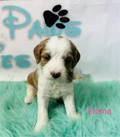 Emma, a female Cavapoo and Poodle - Standard  for sale in Camden, MI – 3 of 4