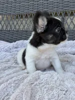 Poppy, a female French Bulldog for sale in Dallas, TX – 3 of 5