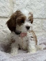 Poppy, a female Cockapoo for sale in Dallas, TX – 2 of 5