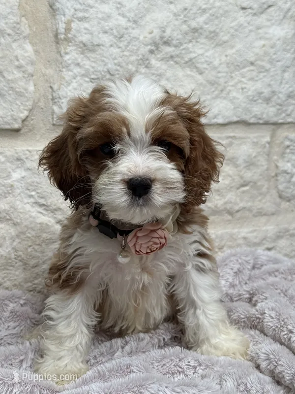 Poppy – Cockapoo puppy for sale in Dallas, TX