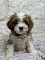 Poppy, a female Cockapoo for sale in Dallas, TX – 1 of 5