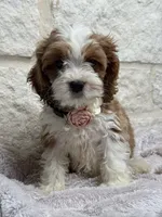 Poppy, a female Cockapoo for sale in Dallas, TX – 5 of 5