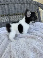 Poppy, a female French Bulldog for sale in Dallas, TX – 5 of 5