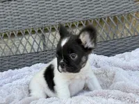 Poppy, a female French Bulldog for sale in Dallas, TX – 4 of 5